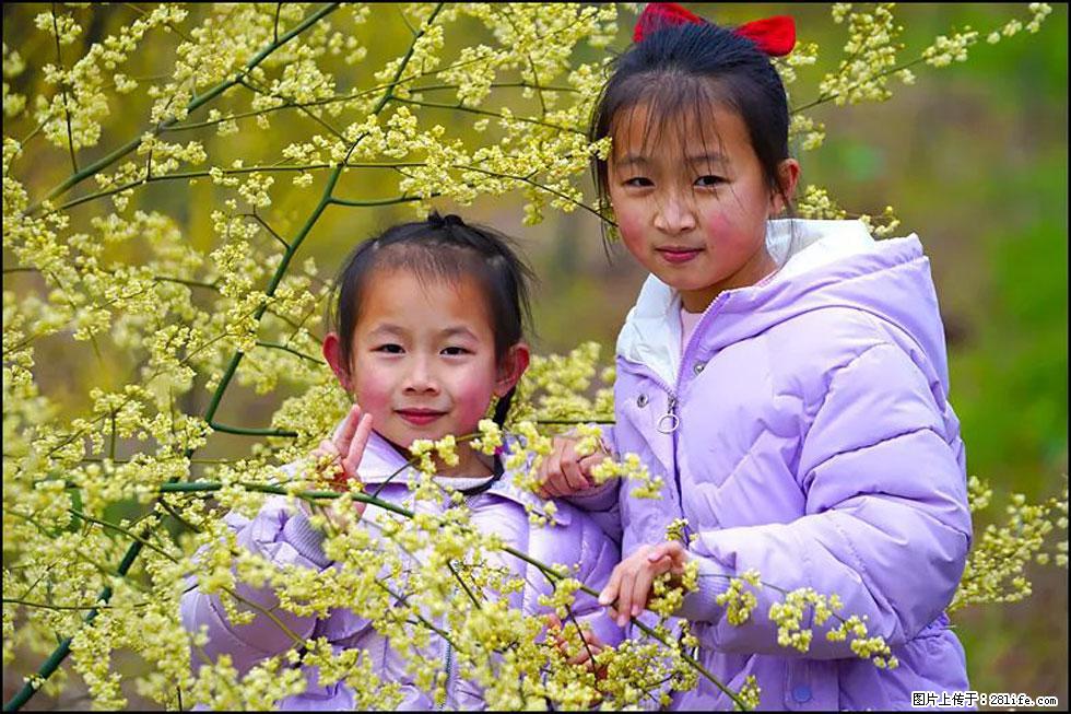 【春天,广西桂林灌阳县向您发出邀请!】米珠山前有片山苍子花在飘香 - 游山玩水 - 常德生活社区 - 常德28生活网 changde.28life.com