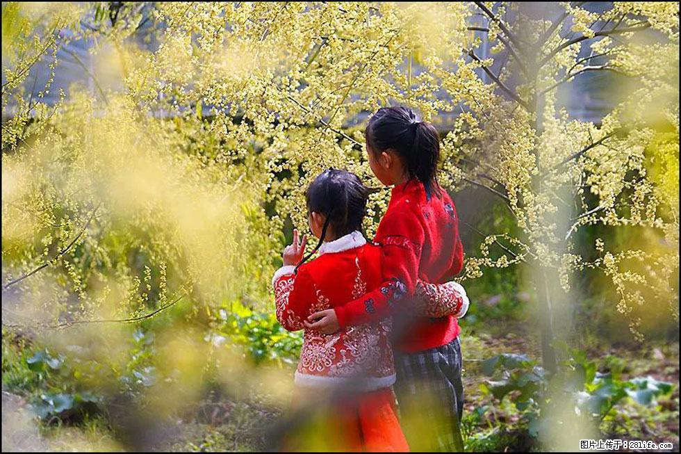 【春天,广西桂林灌阳县向您发出邀请!】米珠山前有片山苍子花在飘香 - 游山玩水 - 常德生活社区 - 常德28生活网 changde.28life.com