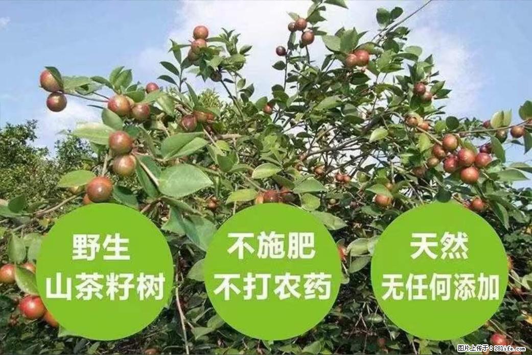 【灌阳县油茶产业示范区】一个有着充实的精神生活的人,对待身外之物自会有一种淡泊的态度 - 土特产 - 饮食特产 - 常德分类信息 - 常德28生活网 changde.28life.com