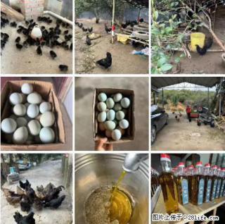 油茶园从小鸡仔开始养起的纯土鸡、土鸡蛋可以预定啦!还有前几天刚榨的纯山茶油哦 - 常德28生活网 changde.28life.com