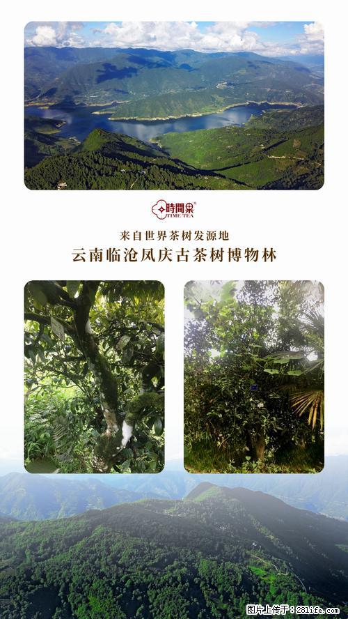 时间果百年古树2025年春红茶 - 购物交流 - 常德生活社区 - 常德28生活网 changde.28life.com