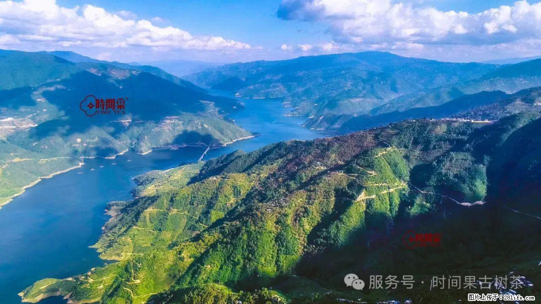 时间果百年古树龙珠普洱生茶 - 购物交流 - 常德生活社区 - 常德28生活网 changde.28life.com