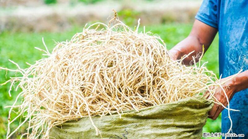 堪称“最难吃”的蔬菜,却是 “抗辐射神器”,还能护肺、清热、止咳化痰! - 常德生活资讯 - 常德28生活网 changde.28life.com