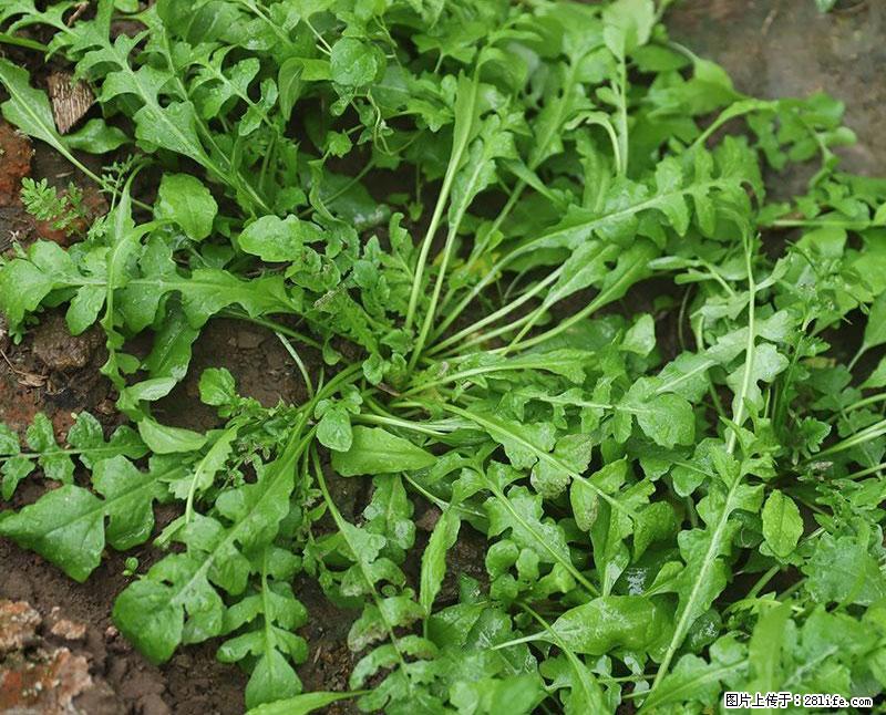 这些蔬菜是“天然钙片”，这6种被医生重点推荐 - 常德生活资讯 - 常德28生活网 changde.28life.com