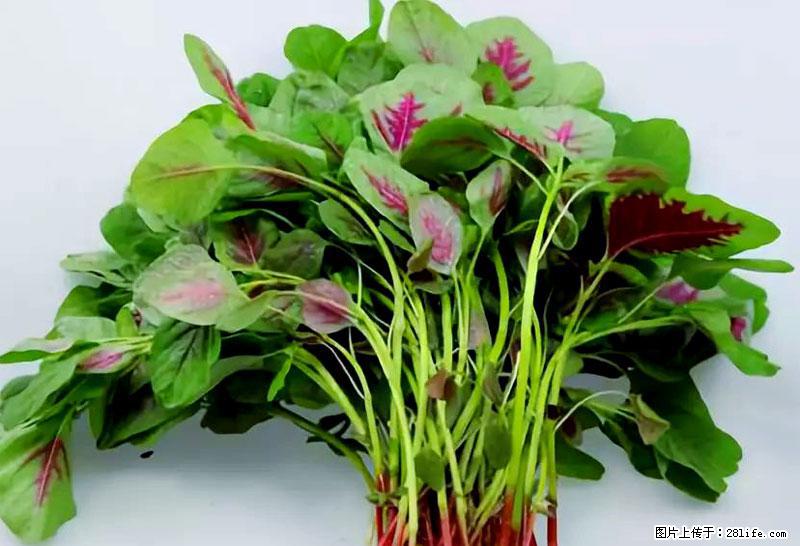 这些蔬菜是“天然钙片”，这6种被医生重点推荐 - 常德生活资讯 - 常德28生活网 changde.28life.com