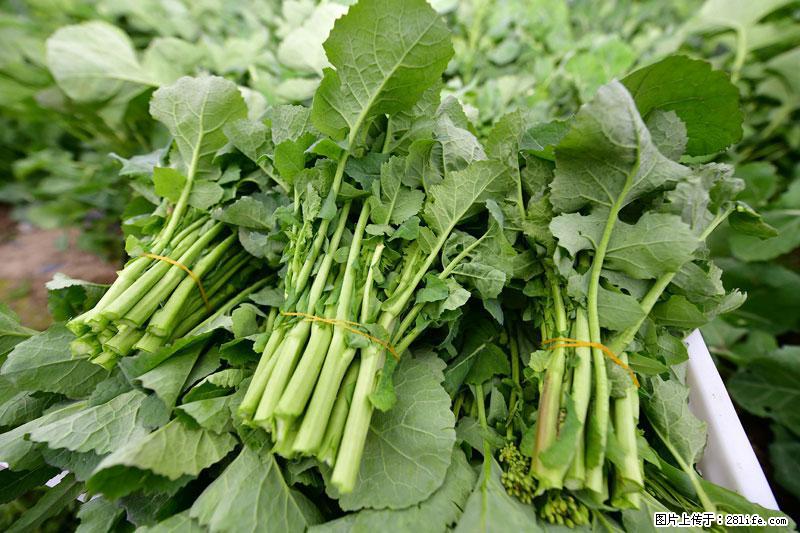 这些蔬菜是“天然钙片”，这6种被医生重点推荐 - 常德生活资讯 - 常德28生活网 changde.28life.com